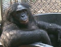 Kanzi Bonobo